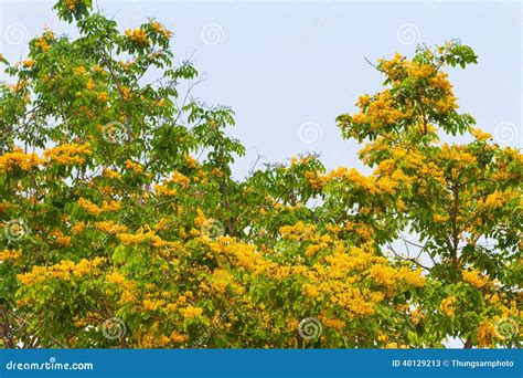 Pterocarpus indicus stock image. Image of pashu, amboine - 40129213