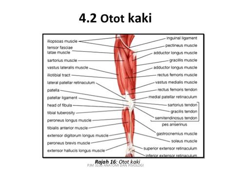 Sistem otot anantha