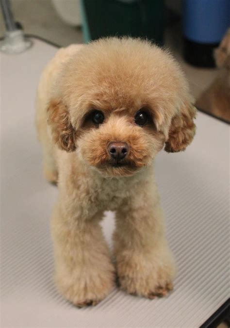 Pin by Meekerthings on Toy Poodle | Poodle puppy, Poodle grooming, Toy ...