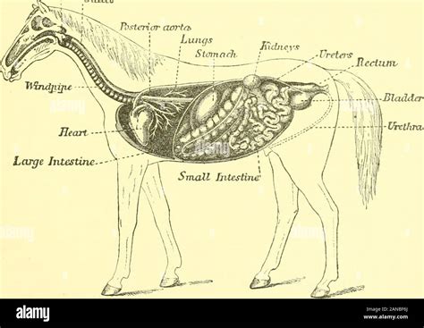 Horse brain anatomy hi-res stock photography and images - Alamy