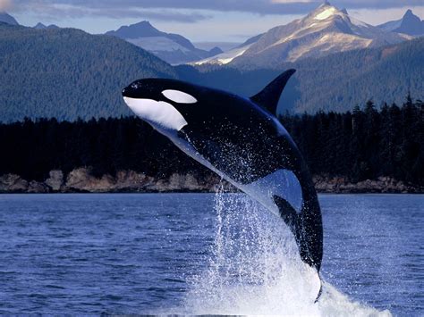 Biggest Ocean Animals Photos & Pictures, Images - Free Desktop Wallpaper