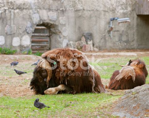 Portrait Of An Angry Musk Ox With Big Horns Stock Photo | Royalty-Free ...