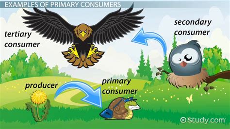 Consumer Examples Biology