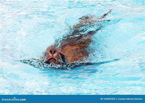 Sea Lion Swimming in Water Park Stock Image - Image of park, aquarium ...