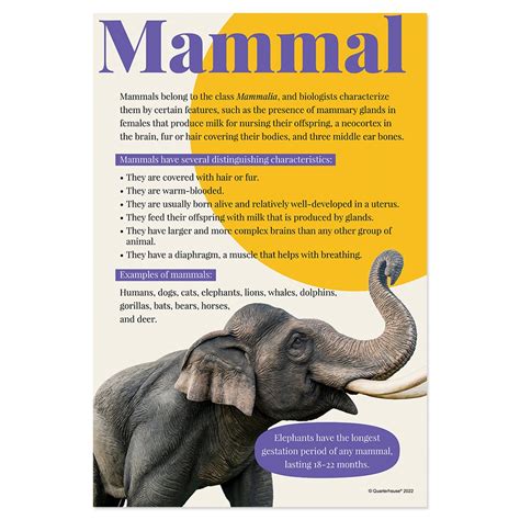 Quarterhouse Mammals Poster, Science Classroom Materials for Teachers ...