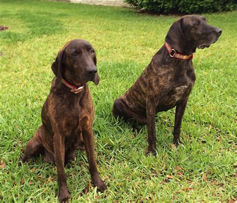 plott hound puppies for sale uk - Simply Gorgeous Site Photography