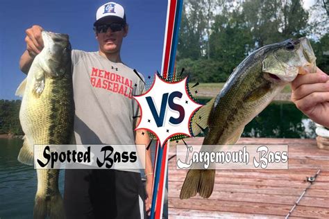 Spotted vs Largemouth Bass - The Complete Guide | Ouachita