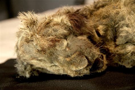 Scientists unveil extinct Ice Age lion cubs pulled from Russian ...