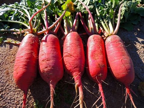 China Rose Winter Radish ( Not Treated Seed) | Seedway