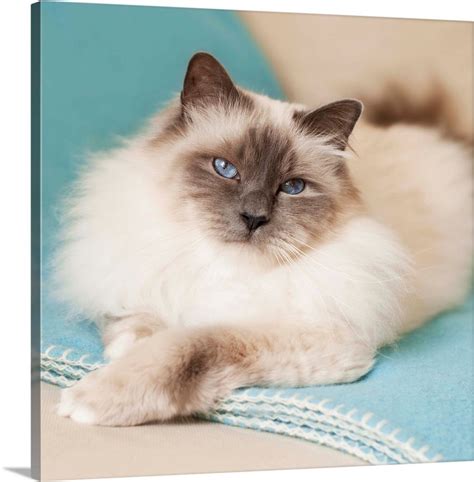 Large Cat Breeds, Cute Cat Breeds, Siamese Cats, Cats And Kittens ...