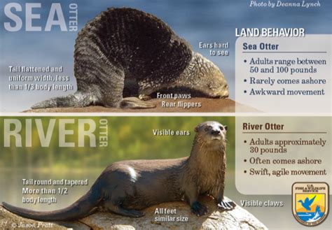 You Otter Know: The Difference Between Sea and River Otters | by USFWS ...