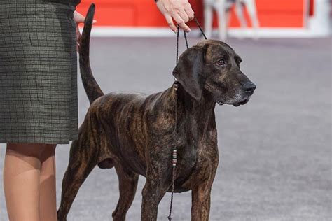 Plott Hound Dog Breed Information