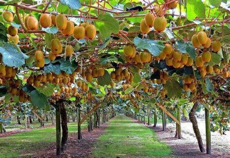 Kiwi trees | Fruit garden, Fruit plants, Kiwi fruit