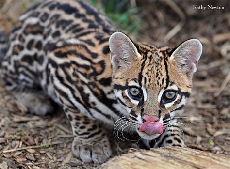 Southern Brazilian Ocelot - Cincinnati Zoo & Botanical Garden