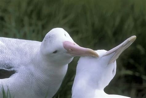 Wandering Albatross Breeding pair allopreening Our beautiful Wall Art ...