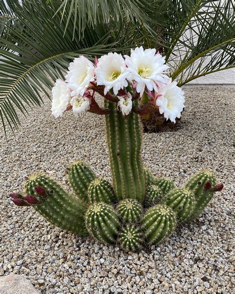 Cactus flowers are the best flowers : r/phoenix