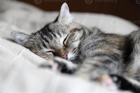 Tabby Cat Sleeping 2847042 Stock Photo at Vecteezy