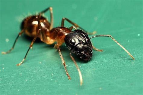 Pyramid Ants by marboed, via Flickr #wildlife #johnsisland #ant Ant ...