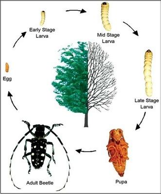 Asian Longhorned Beetle Life Cycle — ND Invasives