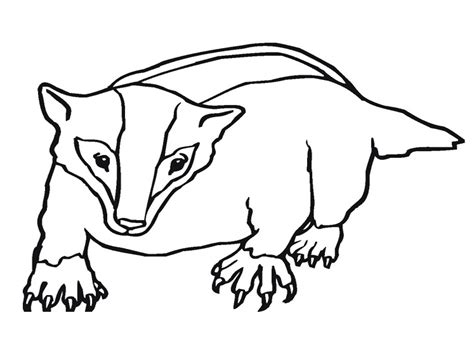 Badger Outline Template - ClipArt Best