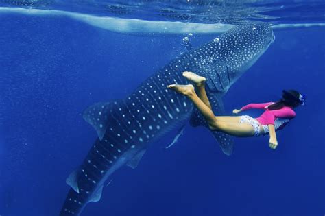 7 Places to Swim With Whale Sharks Responsibly