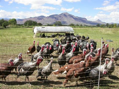 Free range turkeys | Picture taken at at large pasture poult… | Flickr