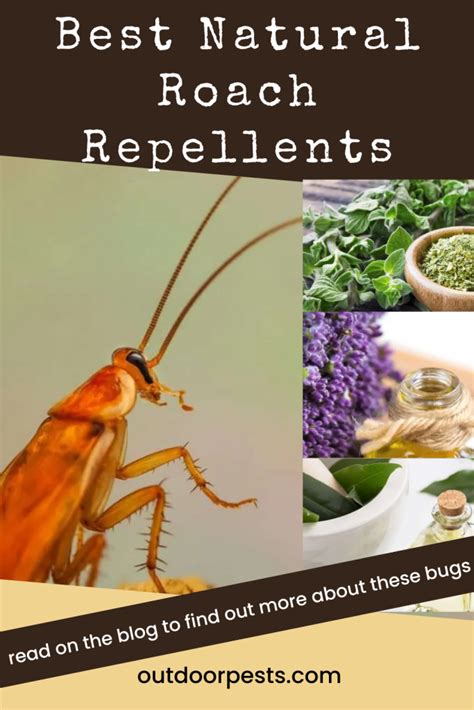 Best Natural Roach Repellents | Outdoor Pests