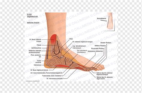 Jari Kaki Otot kaki Manusia Pesawat sagital, Anatomi, sudut, tangan ...
