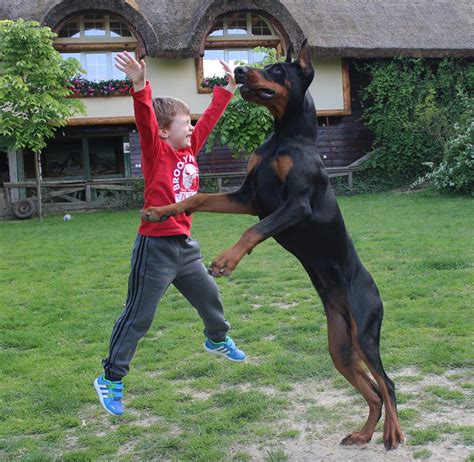 Altobello Dobermann Kennel - Fun page | Doberman, Doberman puppy ...