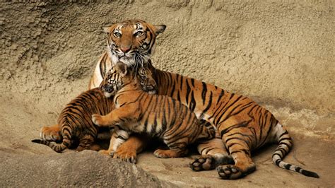 Tiger Mom Wallpapers - Wallpaper Cave