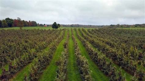 The Science Behind Apple Farming - Canadian Food Focus