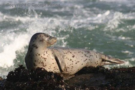 Harbor Seal Facts | Harbor Seal Diet & Habitat