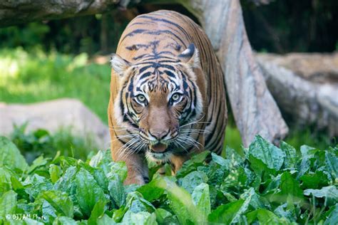 Malayan Tiger - Cincinnati Zoo & Botanical Garden