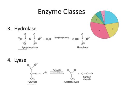 PPT - Enzyme Kinetics PowerPoint Presentation, free download - ID:2045841