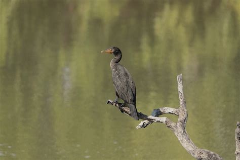 Bird Perched · Free Stock Photo