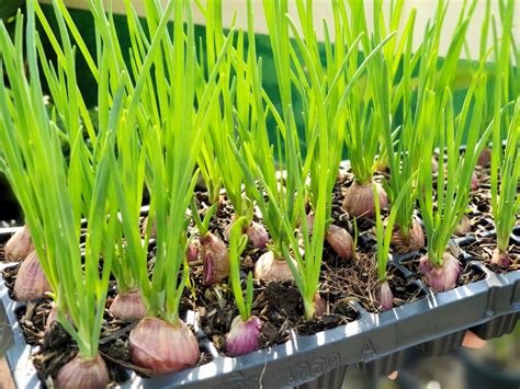 Start shallots in modules now - The English Garden