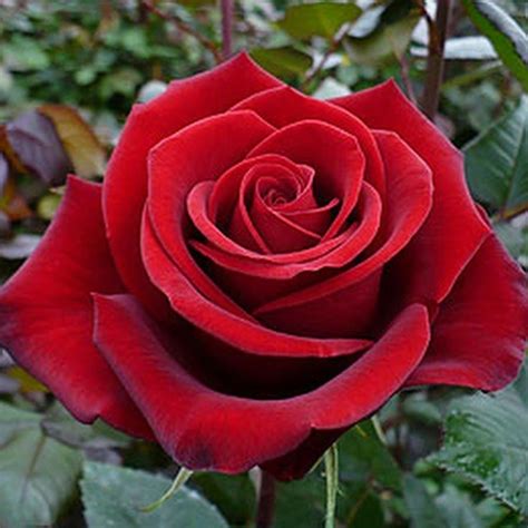 hybrid tea roses varieties #Hybridtearoses | Rose seeds, Beautiful rose ...