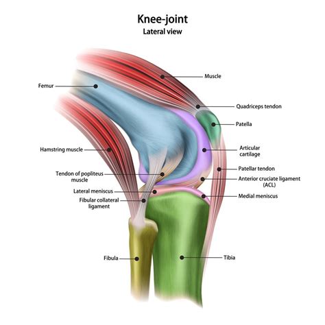 Kneecap Anatomy