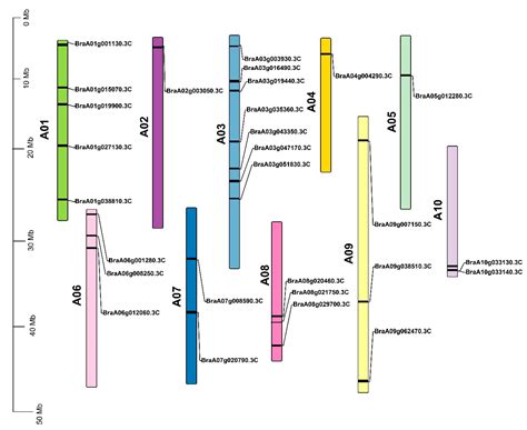 Cells | Free Full-Text | HSP70 Gene Family in Brassica rapa: Genome ...