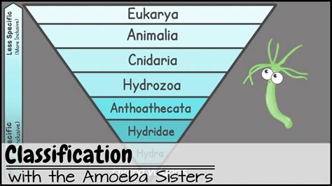 Classification - YouTube