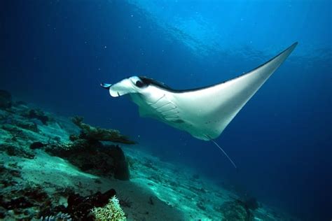 Manta Ray Habitat