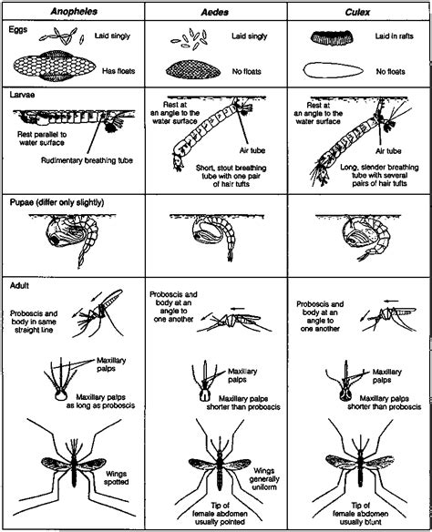 Anopheles mosquitoes