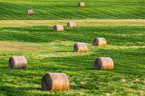 Large Round Hay Bales In A Cut Alfalfa Field; Alberta, Canada - Stock ...