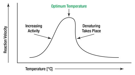 Denatured Enzyme