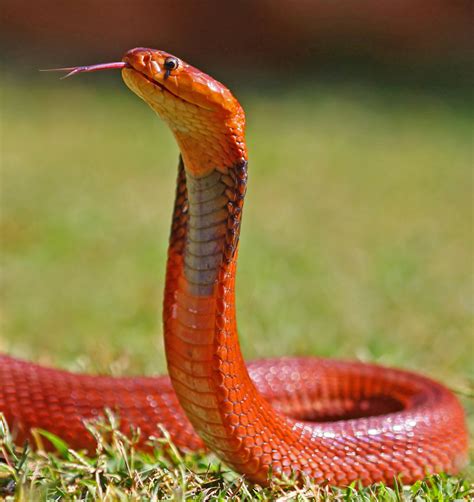 Red Spitting Cobra ~ Venomous Snakes