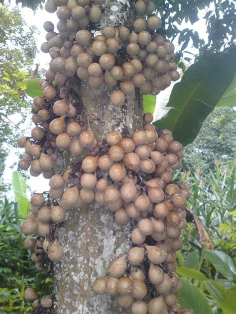 Kepel/Stelechocarpus burahol fruit seeds for sale