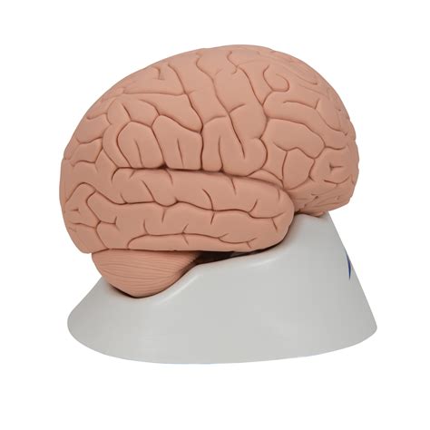 Anatomical Teaching Models - Plastic Human Brain Models - Introductory ...