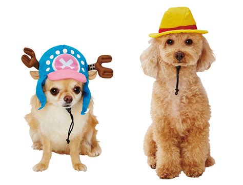 Your cat or dog can be King of the Pirates with One Piece anime cosplay ...