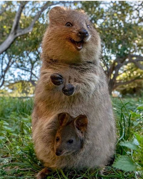 If these quokkas don’t bring a smile to your face, nothing will. 🙃🙂 ...