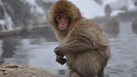 Baby Snow Monkeys in Hot Springs - Japan - Majestic Moments - YouTube